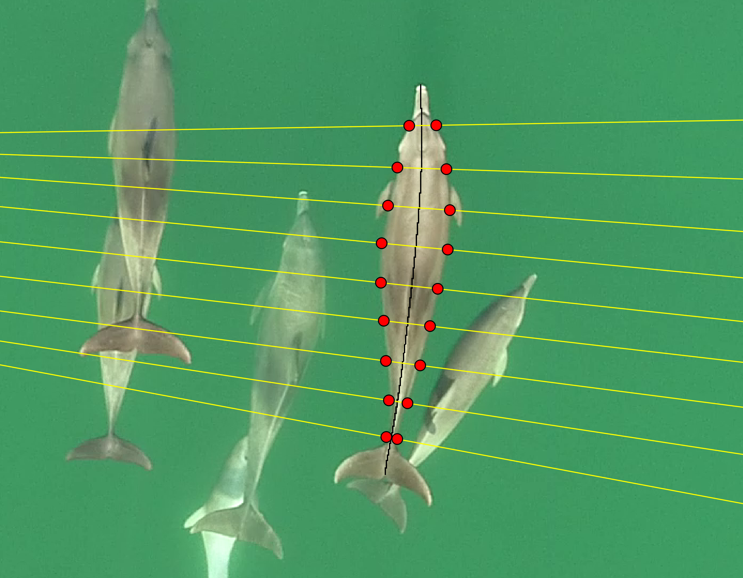 delfin